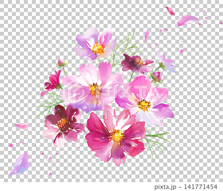秋季花卉:水彩插畫,描繪了花瓣飄動的波斯菊(剪貼畫) 秋季花卉:水彩插畫,描繪了花瓣飄動的波斯菊(剪貼畫) 141771454