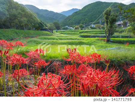 伊勢原市日向地域で彼岸花が満開に咲いている里山の風景 伊勢原市日向地域で彼岸花が満開に咲いている里山の風景 141771793