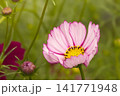 白地の縁がピンク色の秋桜 141771948