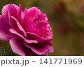 赤紫色でシックな秋薔薇の花 141771969