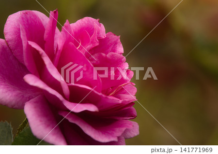 赤紫色でシックな秋薔薇の花 赤紫色でシックな秋薔薇の花 141771969