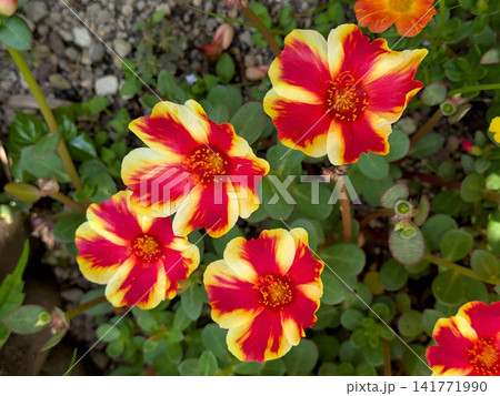 赤と黄色のポーチュラカが彩る夏の花壇 赤と黄色のポーチュラカが彩る夏の花壇 141771990