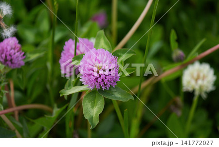 Red clover on a sunny day. Trifolium pratense Red clover on a sunny day. Trifolium pratense 141772027