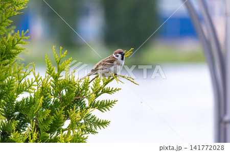 A sparrow on a thuja branch on a sunny spring day. 141772028