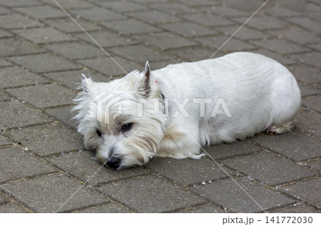 A West Highland White Terrier lies on the tiles in the heat. A West Highland White Terrier lies on the tiles in the heat. 141772030