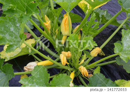 Male flowers on zucchini plants on a summer day 141772033
