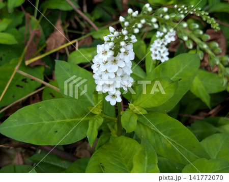 しなやかに咲く白いオカトラノオの花穂 タグ(48個・コピペ用) しなやかに咲く白いオカトラノオの花穂 タグ(48個・コピペ用) 141772070