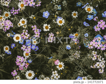 Close up of a colorful wildflower meadow filled with blooming blue, pink, and white flowers. Natural floral background, spring blossom, biodiversity and garden beauty. 141772071