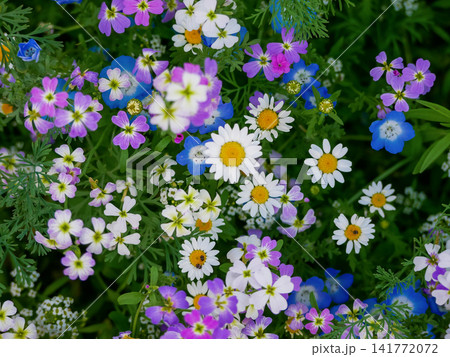 Close up of a colorful wildflower meadow filled with blooming blue, pink, and white flowers. Natural floral background, spring blossom, biodiversity and garden beauty. 141772072