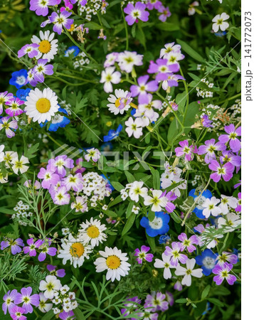 Close up of a colorful wildflower meadow filled with blooming blue, pink, and white flowers. Natural floral background, spring blossom, biodiversity and garden beauty. 141772073