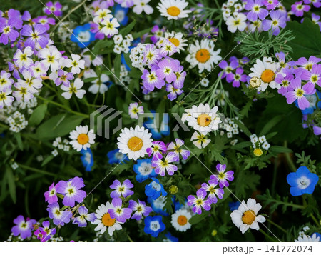 Close up of a colorful wildflower meadow filled with blooming blue, pink, and white flowers. Natural floral background, spring blossom, biodiversity and garden beauty. 141772074