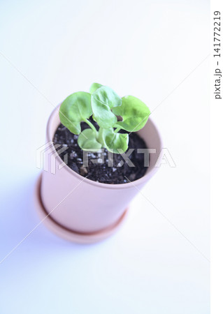 小さな鉢植えの植物新芽と小さな土 小さな鉢植えの植物新芽と小さな土 141772219