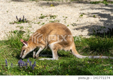 The agile wallaby, Macropus agilis also known as the sandy wallaby 141772274