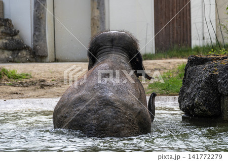 The Asian elephant, Elephas maximus also called Asiatic elephant bathing in a pond 141772279