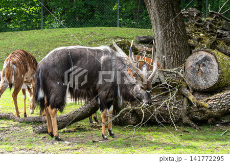 Nyala Antelope - Tragelaphus angasii. Wild life animal. Nyala Antelope - Tragelaphus angasii. Wild life animal. 141772295