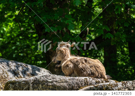 Turkmenian markhor, Capra falconeri heptneri living on the rocks Turkmenian markhor, Capra falconeri heptneri living on the rocks 141772303