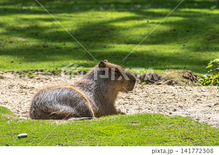 The Capybara, Hydrochoerus hydrochaeris is the largest living rodent in the world. 141772308