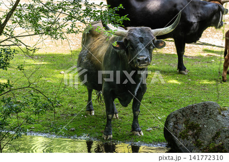 Heck cattle, Bos primigenius taurus or aurochs in a German park Heck cattle, Bos primigenius taurus or aurochs in a German park 141772310