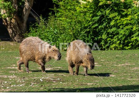 The Capybara, Hydrochoerus hydrochaeris is the largest living rodent in the world. The Capybara, Hydrochoerus hydrochaeris is the largest living rodent in the world. 141772320