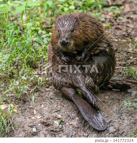 Adult Eurasian beaver, Castor fiber at a river in Munich, Bavaria in Germany 141772324