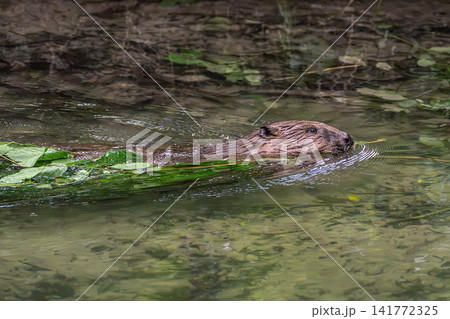Young little Eurasian beaver, Castor fiber at a river in Munich, Bavaria in Germany 141772325