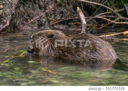 Adult Eurasian beaver, Castor fiber at a river in Munich, Bavaria in Germany 141772326