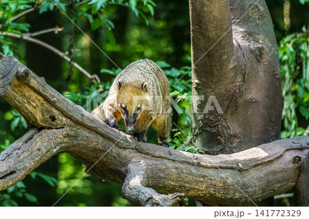 South American coati, Nasua nasua is a coati species from tropical and subtropical South America. South American coati, Nasua nasua is a coati species from tropical and subtropical South America. 141772329