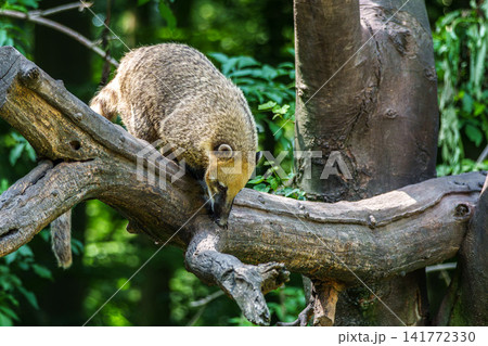South American coati, Nasua nasua is a coati species from tropical and subtropical South America. South American coati, Nasua nasua is a coati species from tropical and subtropical South America. 141772330