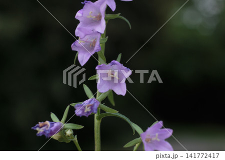 Purple Bellflower Inflegrescence Blossoming on Dark Natural Background 141772417