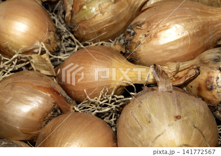 Close up of home grown fresh white onions pulled from the ground with roots Close up of home grown fresh white onions pulled from the ground with roots 141772567