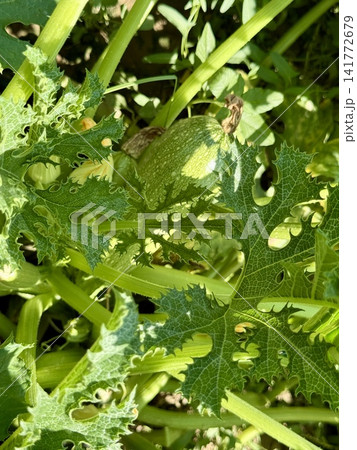 Close-up shot of zucchini growing in a garden bed. A field planted with zucchini and other vegetables. Close-up shot of zucchini growing in a garden bed. A field planted with zucchini and other vegetables. 141772679