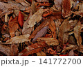 紅葉　21　落ち葉の風景 141772700