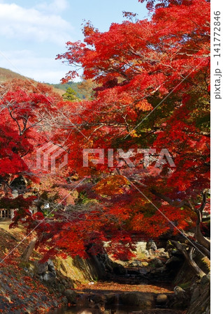 紅葉と鹿 141772846