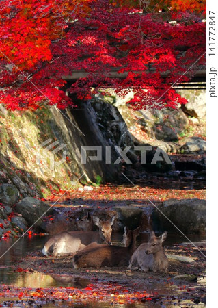 紅葉と鹿 141772847