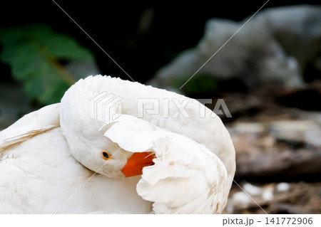 White Goose Preening Feathers with Head Tucked Close Up Portrait 141772906