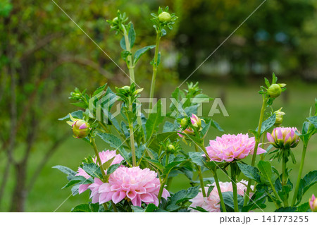すくすくと茎を伸ばし蕾をたくさんつけたピンクのダリアの株 すくすくと茎を伸ばし蕾をたくさんつけたピンクのダリアの株 141773255