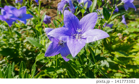 緑の葉の中で鮮やかに咲く青紫色の桔梗の花 緑の葉の中で鮮やかに咲く青紫色の桔梗の花 141773382