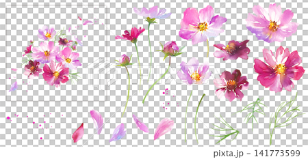 秋季花卉:水彩插畫,描繪了花瓣飄動的波斯菊及其組合——一組組成元素 秋季花卉:水彩插畫,描繪了花瓣飄動的波斯菊及其組合——一組組成元素 141773599