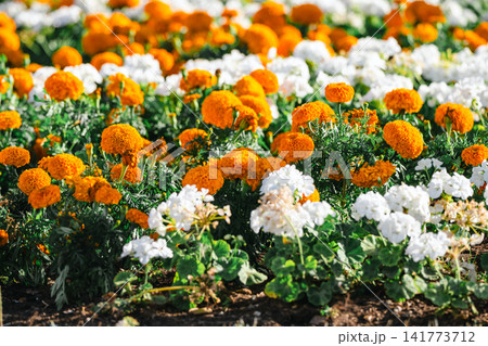 Colorful flower bed with white geraniums and orange marigolds in summer park Colorful flower bed with white geraniums and orange marigolds in summer park 141773712