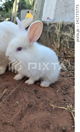 white rabbit in the garden white rabbit in the garden 141773773