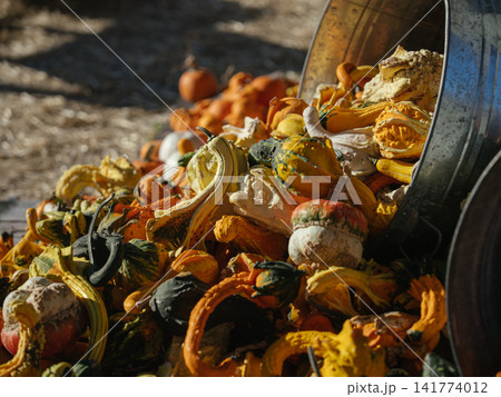 Colorful ornamental gourds cover a wooden farm display beneath a tilted galvanized container. Their yellow, green, orange, cream, striped, curved, and bumpy forms create abundant autumn texture. Colorful ornamental gourds cover a wooden farm display beneath a tilted galvanized container. Their yellow, green, orange, cream, striped, curved, and bumpy forms create abundant autumn texture. 141774012