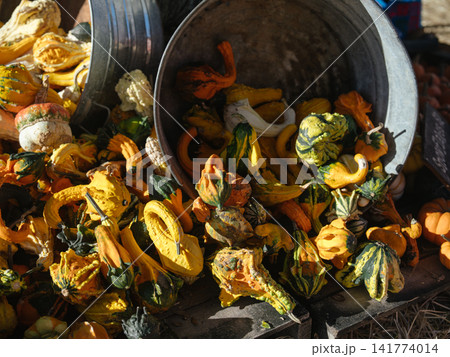 A large collection of colorful ornamental gourds pours from a galvanized metal tub. Yellow, green, orange, white, striped, and bumpy gourds create a bright autumn harvest display. A large collection of colorful ornamental gourds pours from a galvanized metal tub. Yellow, green, orange, white, striped, and bumpy gourds create a bright autumn harvest display. 141774014