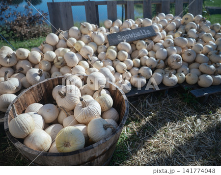 A large harvest of white Snowball pumpkins fills a wooden basket and outdoor farm display. The rustic seasonal arrangement creates a festive autumn scene for Halloween and Thanksgiving. A large harvest of white Snowball pumpkins fills a wooden basket and outdoor farm display. The rustic seasonal arrangement creates a festive autumn scene for Halloween and Thanksgiving. 141774048