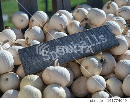 A weathered wooden sign reading Snowballs rests on a large pile of small white pumpkins. The pale round pumpkins create a rustic autumn market display in bright sunlight. A weathered wooden sign reading Snowballs rests on a large pile of small white pumpkins. The pale round pumpkins create a rustic autumn market display in bright sunlight. 141774049