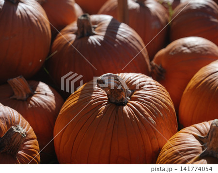A ripe orange pumpkin with a thick curved stem appears in sharp focus. Strong sunlight creates bright highlights and deep shadows across the ribbed seasonal produce. 141774054