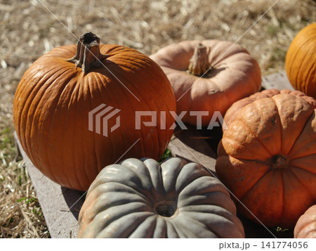 A classic orange pumpkin stands beside flattened pink, gray, and red heirloom pumpkins. Warm sunlight highlights the varied colors, shapes, ribs, and stems of the seasonal produce. A classic orange pumpkin stands beside flattened pink, gray, and red heirloom pumpkins. Warm sunlight highlights the varied colors, shapes, ribs, and stems of the seasonal produce. 141774056