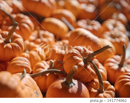 A large collection of miniature orange pumpkins forms a colorful autumn pattern. Curved stems, ribbed surfaces, bright sunlight, and soft background blur create a detailed seasonal scene. A large collection of miniature orange pumpkins forms a colorful autumn pattern. Curved stems, ribbed surfaces, bright sunlight, and soft background blur create a detailed seasonal scene. 141774062