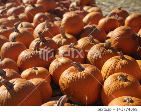 Many ripe orange pumpkins fill an outdoor farm display during the autumn harvest. Warm sunlight emphasizes their round forms, deep ribs, and natural brown stems. Many ripe orange pumpkins fill an outdoor farm display during the autumn harvest. Warm sunlight emphasizes their round forms, deep ribs, and natural brown stems. 141774069