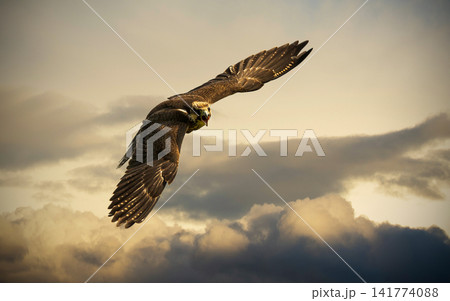 Falcon Soaring Through Golden Clouds at Sunset Falcon Soaring Through Golden Clouds at Sunset 141774088