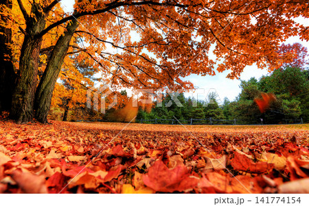 Autumn Forest with Orange Maple Leaves and Fallen Leaf Carpet Autumn Forest with Orange Maple Leaves and Fallen Leaf Carpet 141774154